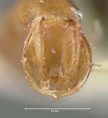 Media type: image;   Entomology 29043 Aspect: genitalia
